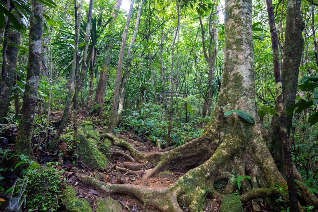 Die Wege im Masoala-Regenwald sind in der Regel sehr naturbelassen und nicht immer gut zu erkennen.