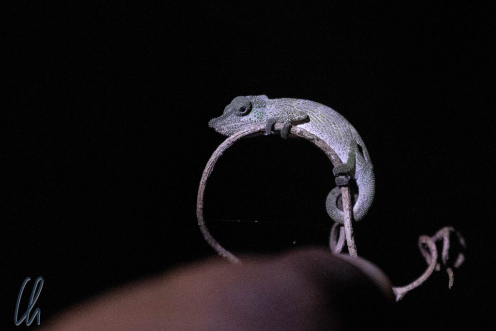 Ein ungehaltenes Mini-Chamäleon im dunklen Regenwald