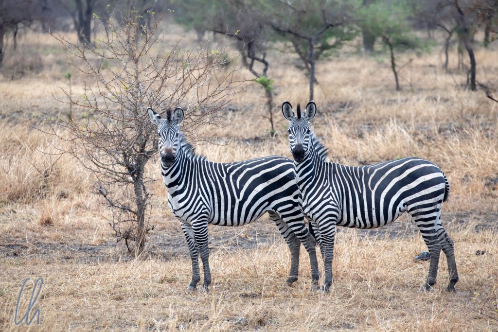 Zwei freundliche Zebras lächeln und zu.