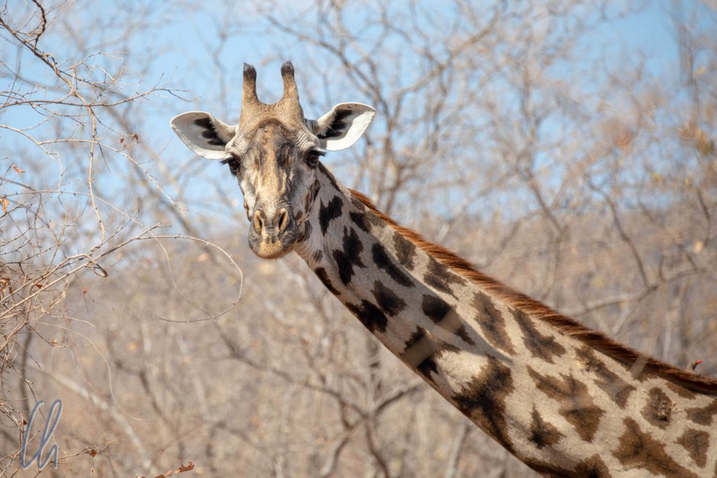 Aus direkter Nähe nicht zu übersehen: Eine Giraffe