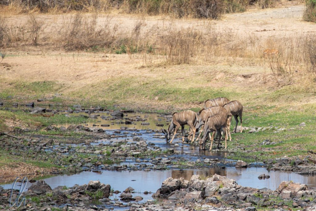 Eine Gruppe Kudus trinkt am Großen Ruaha Fluss.