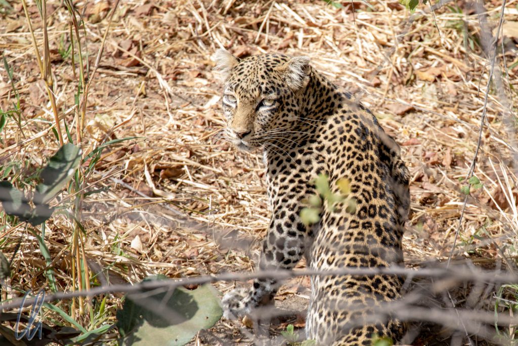 Ein Leopard. Kurz musterte er uns und zog weiter.