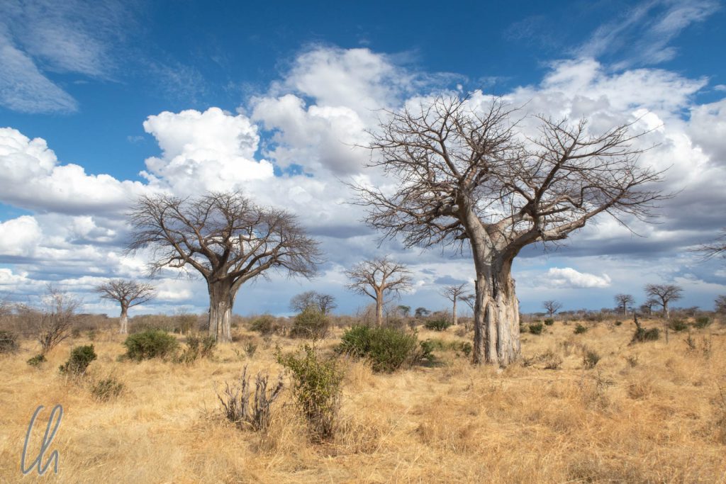 Baobab-Bäume recken in einigen Regionen des Ruaha Nationalparks ihre kahlen Äste in den Himmel.