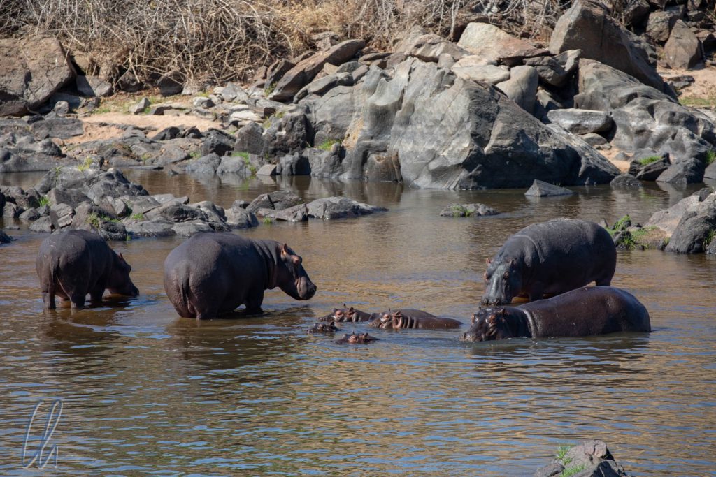 Happy (Baby) Hippos baden im Großen Ruaha Fluß.