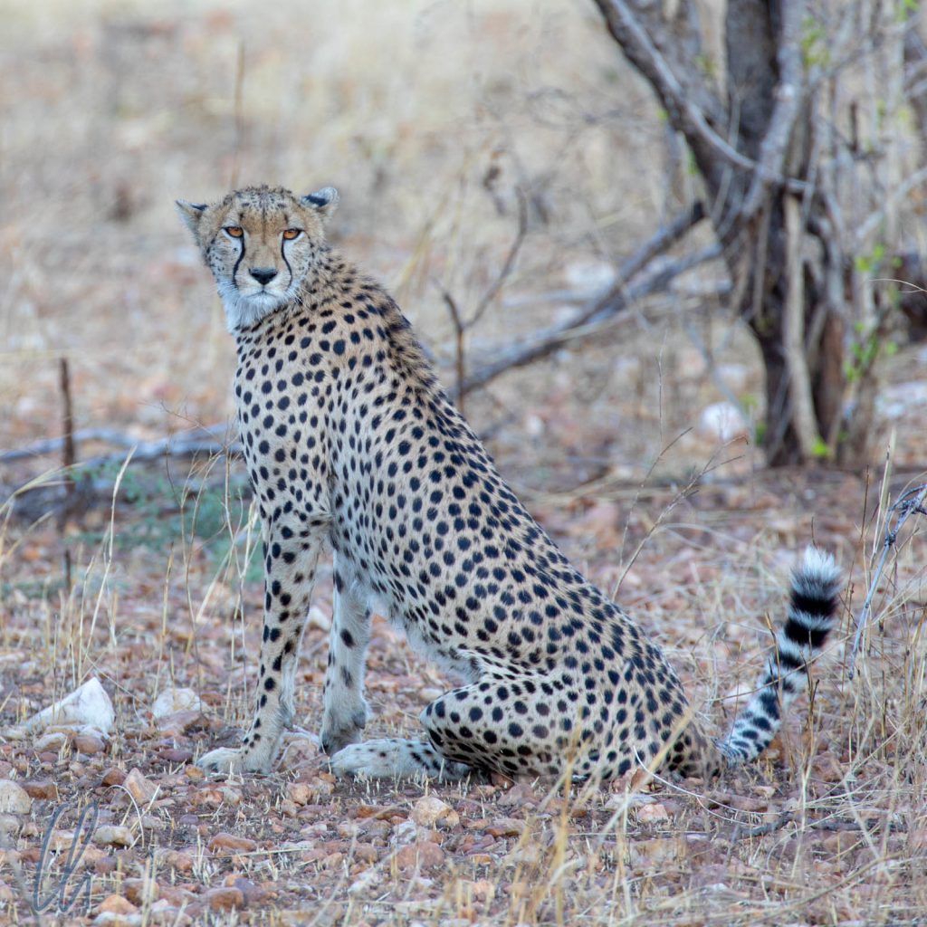 Ein Gepard sondiert seine Umgebung.