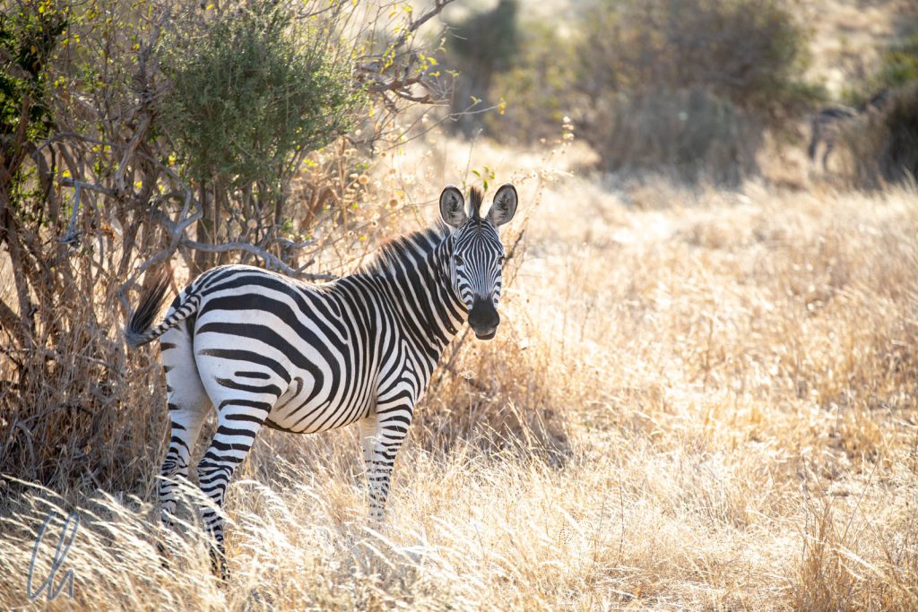 Unsere Safaris in Tansania waren spektakulär, aber das Land hat deutlich mehr zu bieten als nur afrikanische Fauna.
