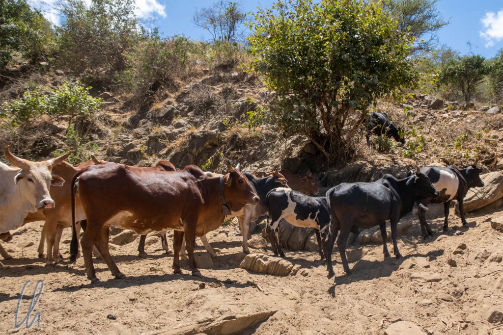 Rinder bedeuten Reichtum in der Welt der Massai.