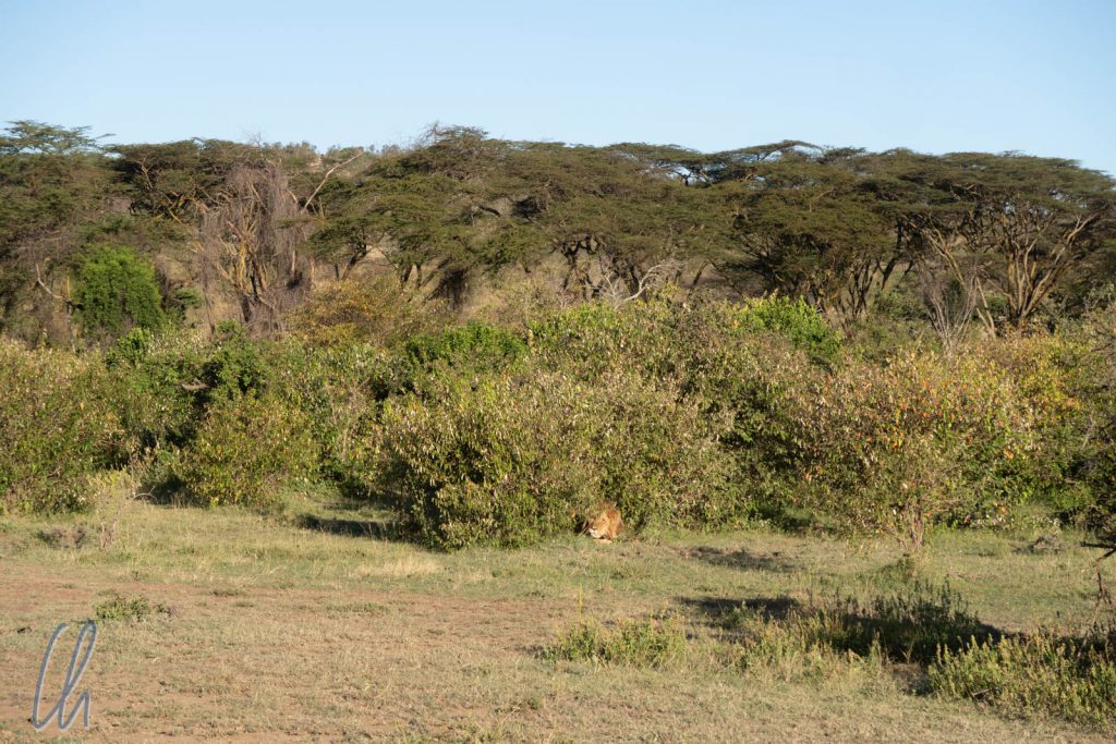 Erstaunlich viel Grün für die Masai Mara