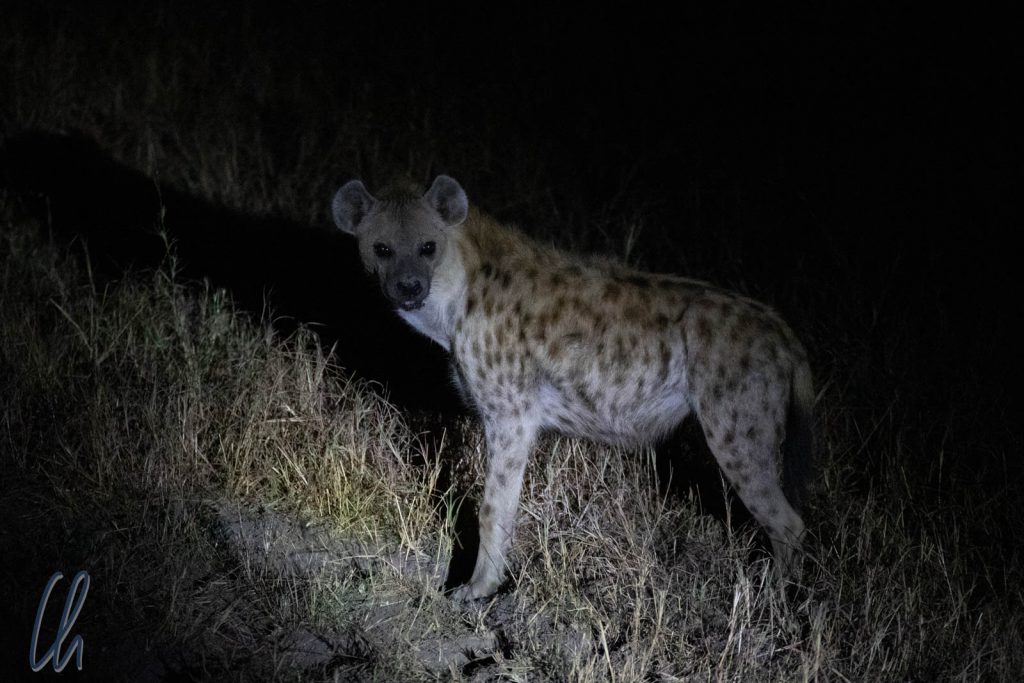 Nachts begaben sich die Hyänen auf Raubzug.
