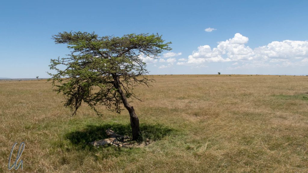 Ein Baum in der Masai Mara, ein Fleck in der Landschaft