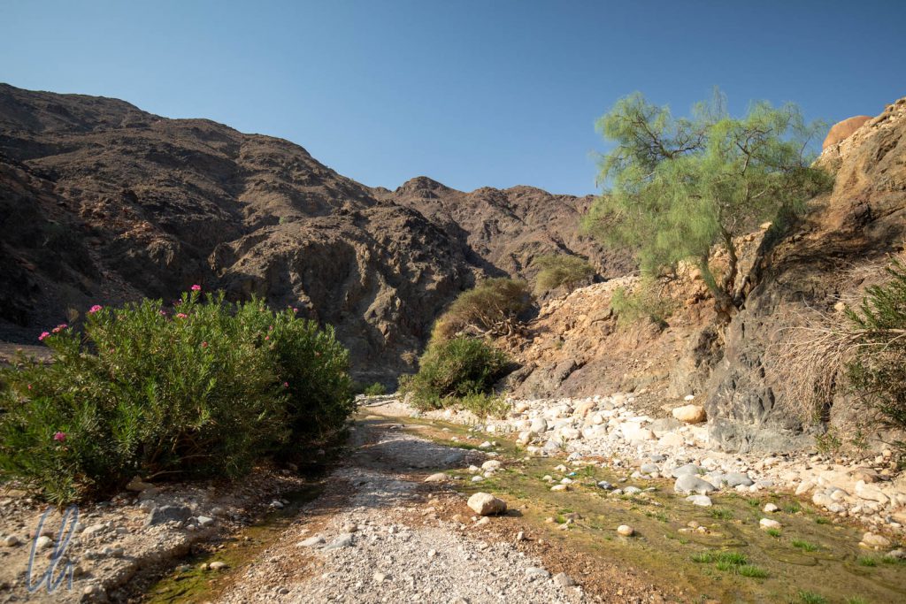 Im Wadi Ghwayr erblüht die Wüste.