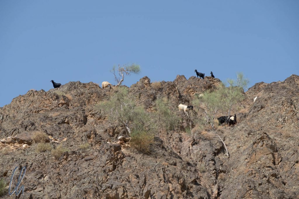 Die Ziegen suchen sich ihr Futter überall in der Wüste.
