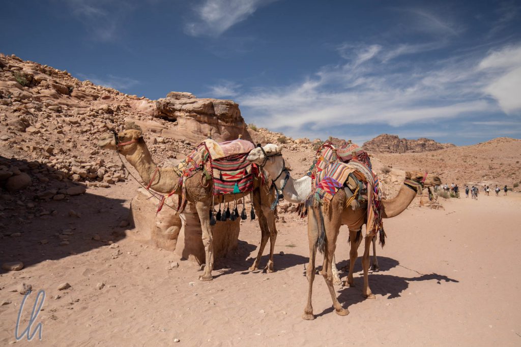 Diesen prächtigen Kamelen begegneten wir in Petra, aber wir sahen auch immer wieder Kamele am Straßenrand