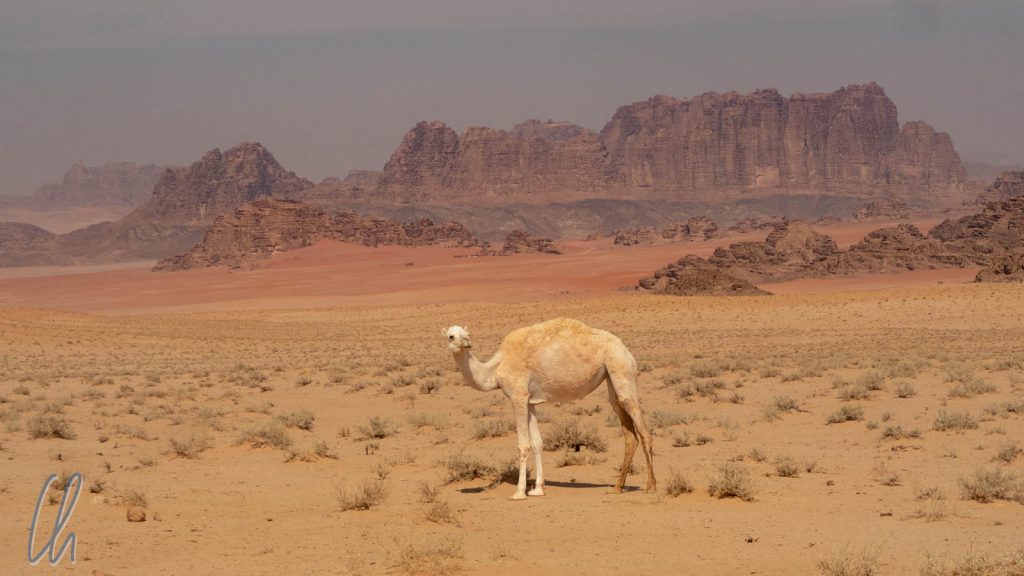 Ein Wüstenkamel im Wadi Rum