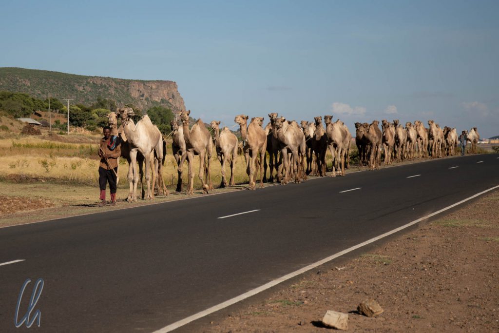Eine Kamelkarawane auf dem Weg nach Eritrea
