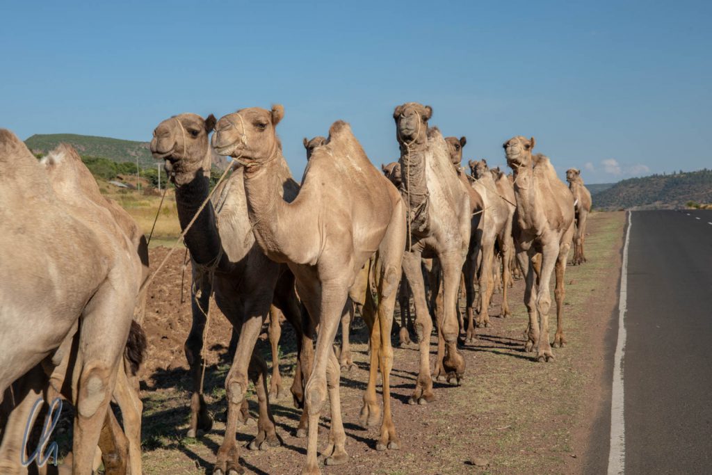 In wiegendem Schritt marschierten die Kamele am Straßenrand.
