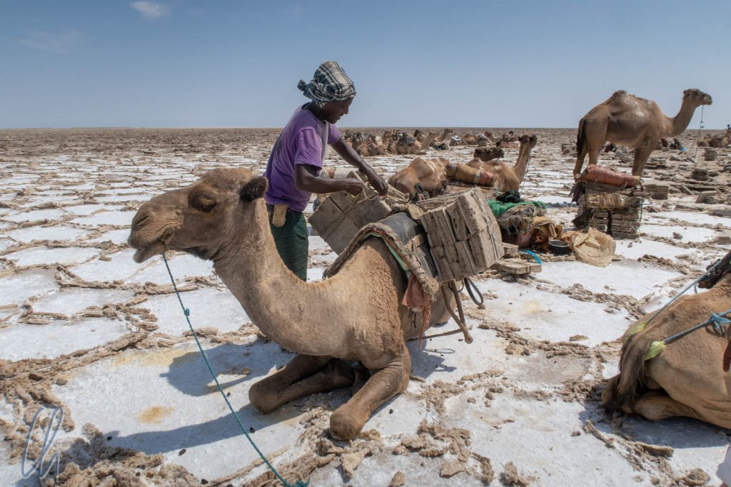 Die Kamele bringen die Salzblöcke auf den 70 Kilometer entfernten Markt.