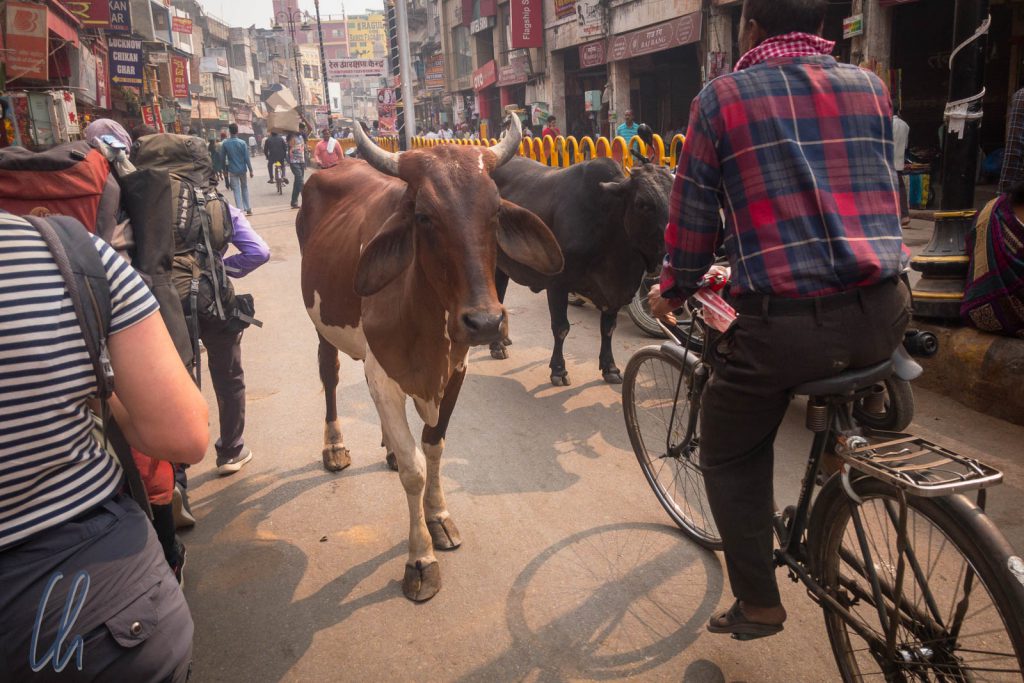 Eine Heilige Kuh spazierte durch Varanasi.