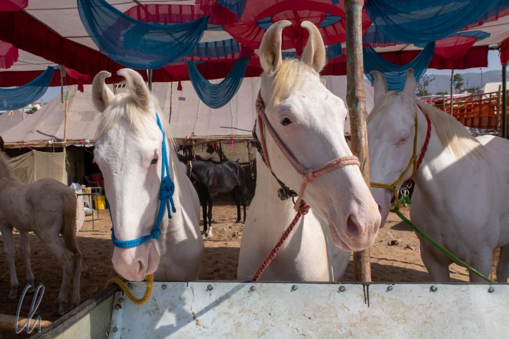 Hübsche weiße Marwari-Pferde