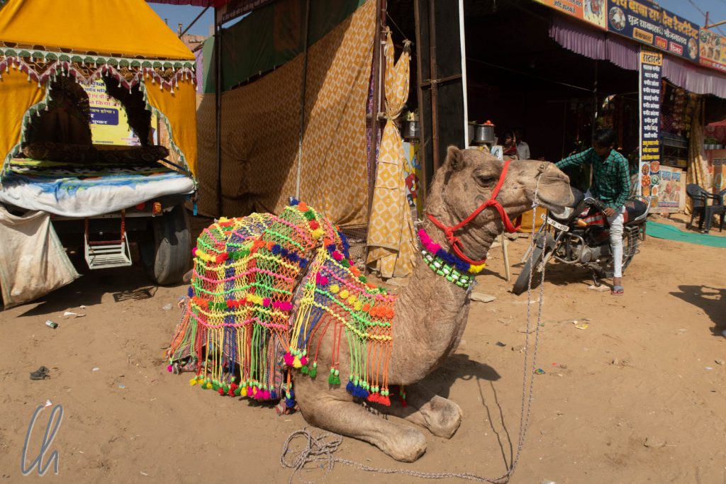 Ein hochdekoriertes Kamel