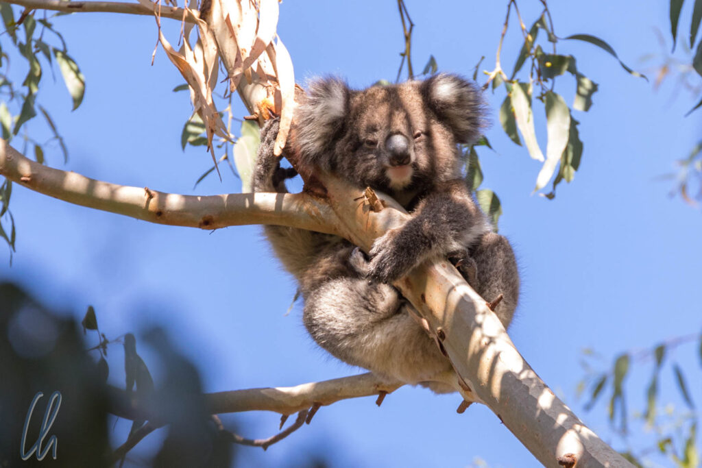 Diesen Koala beobachteten wir auf Kangaroo Island, Australien. Hoffentlich erfreut er sich auch nach den Buschbränden noch bester Gesundheit.