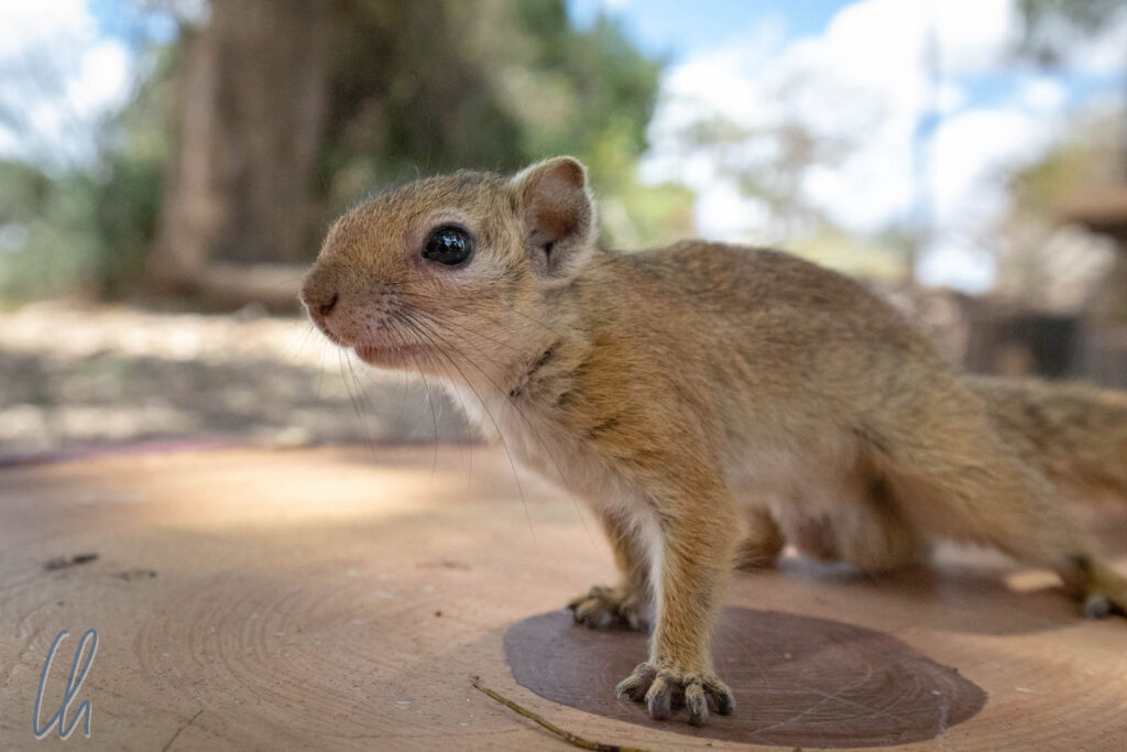Dieses neugierige Hörnchen hätte gerne an unserem Lunchpaket geknabbert. Ruaha Nationalpark, Tansania