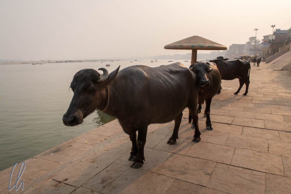Wasserbüffel in Varanasi, dies sind keine heiligen Kühe.