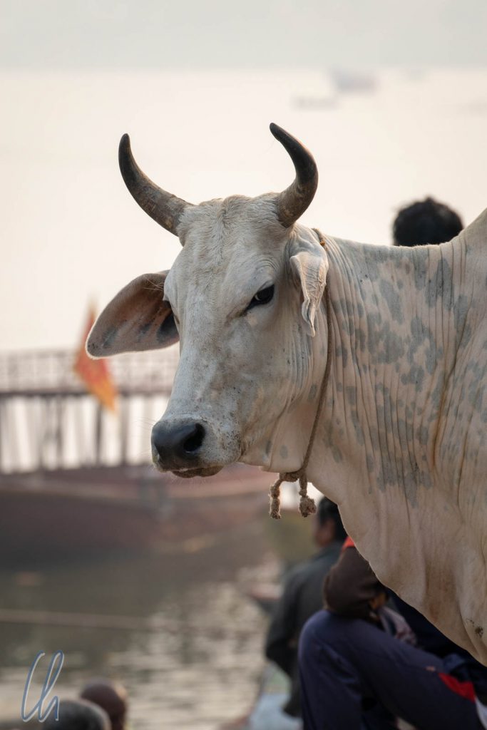 Eine heilige Kuh in Varanasi