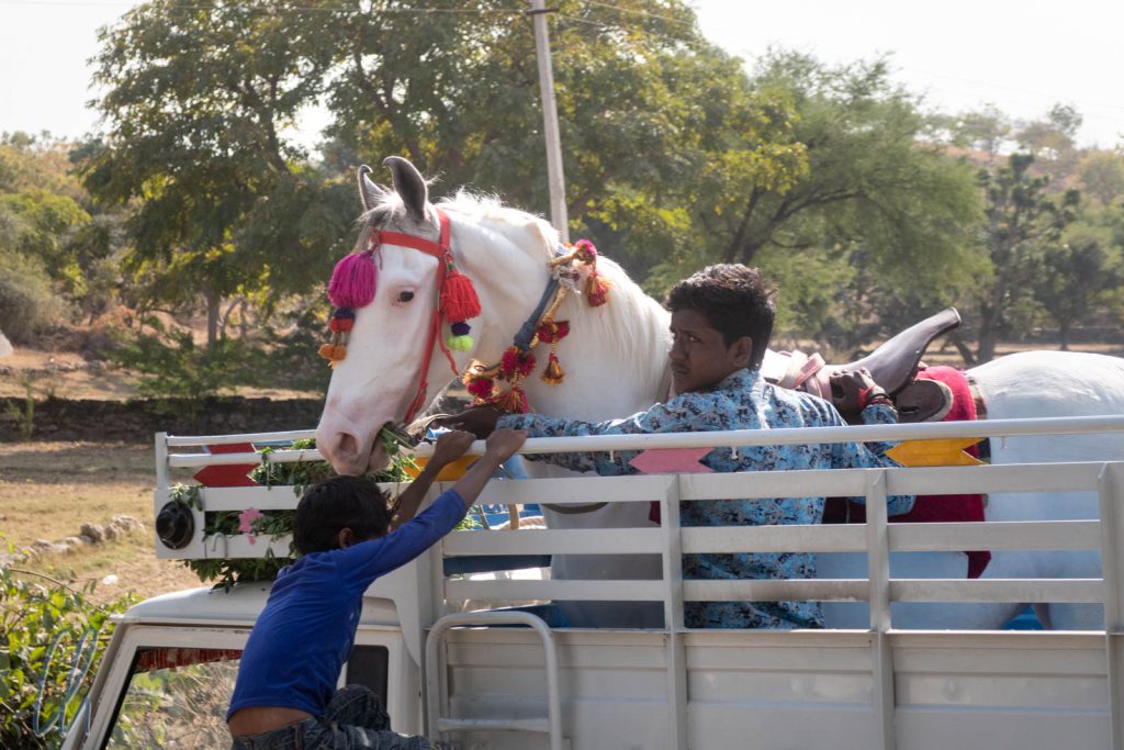 Ein Marwari-Hochzeitspferd