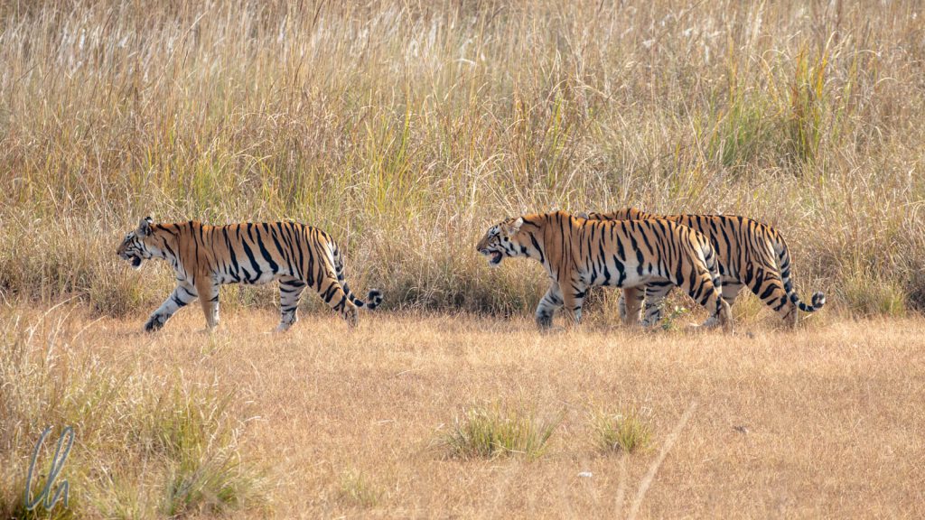 Eine Tiger-Mama gefolgt von zweien ihrer kleinen Tigerchen
