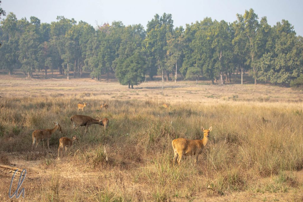 Eine Barasingha-Herde in der Morgensonne