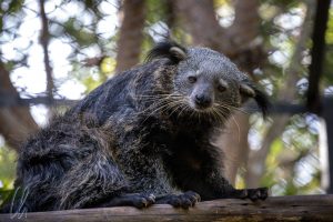 The Frankenbear, ein Binturong