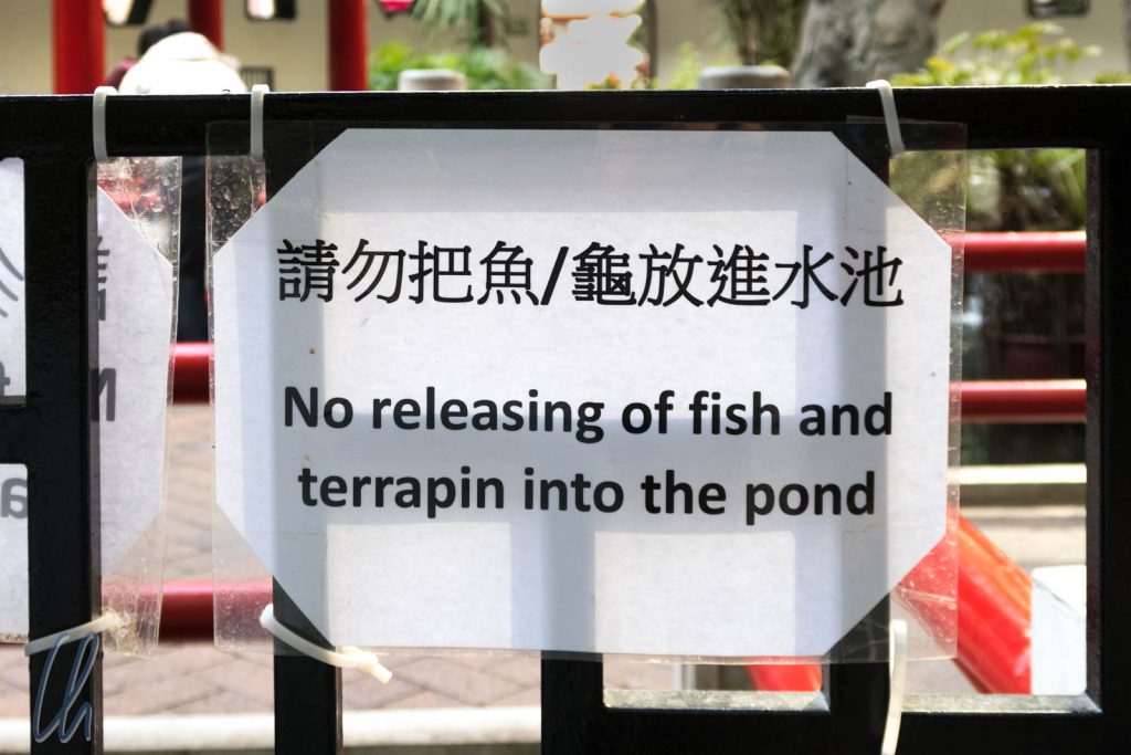 Bitte keine Sumpfschildkröten freilassen