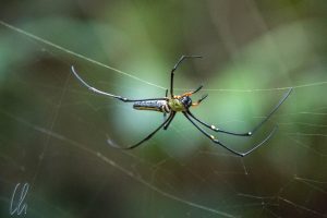 Mit den Beinen ist die Spinne ungefähr so groß wie Eure Hand