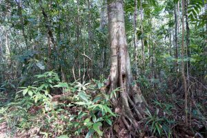 Der Dschungel von Chi Phat