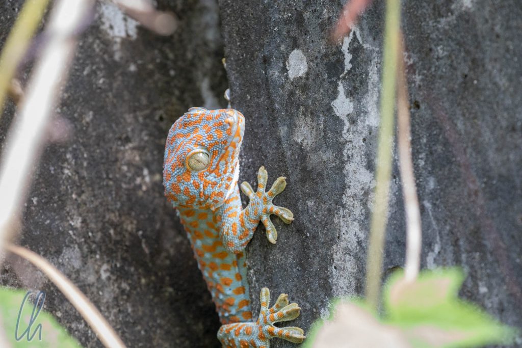 Der hübscheste Gecko in Chi Phat
