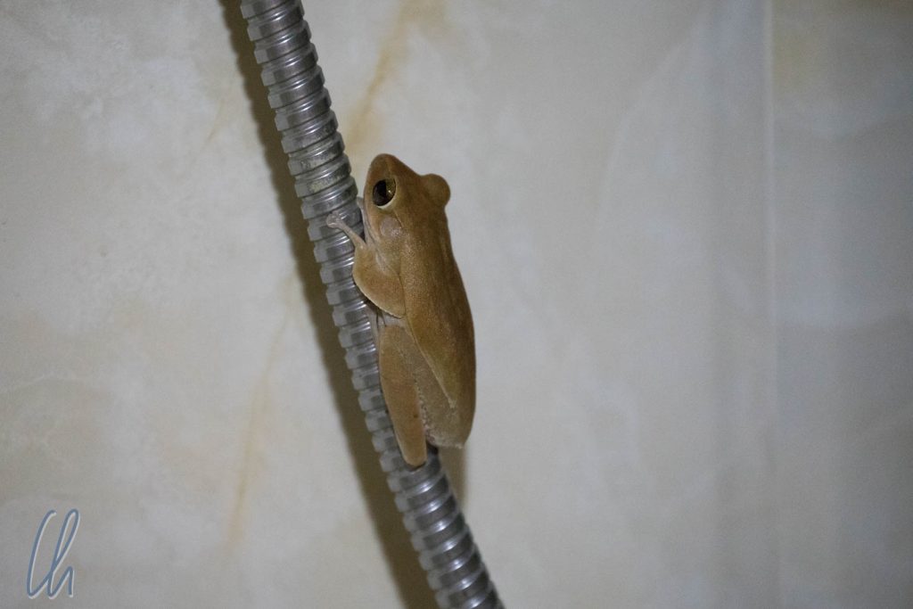 Unser Mitbewohner: Ein Frosch im Bad