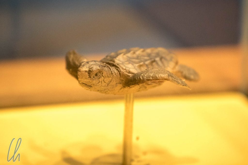 Nachbildung einer frisch geschlüpften Schildkröte, Länge knapp 10 cm
