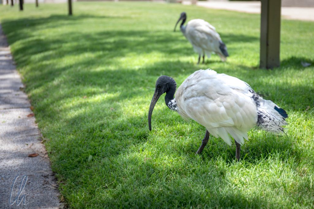 Lustige Vögel im Park. Die Ibisse sind in Australien so normale wie Kohlmeisen in Deutschland
