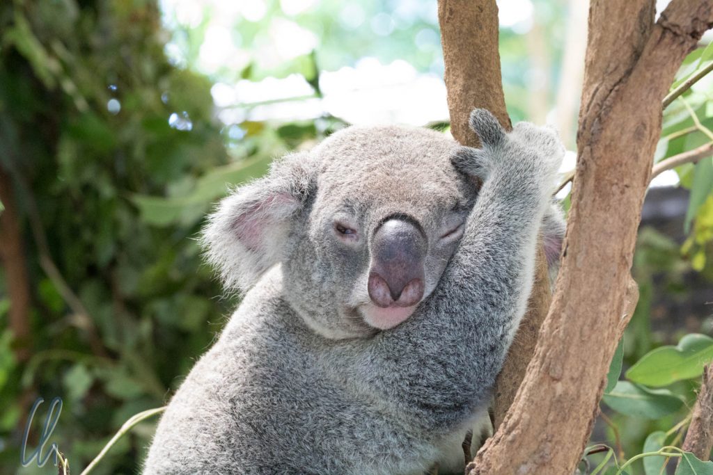 Koalas schlafen gut 20 Stunden am Tag. Auch wach sind sie eher träge, aber sooo süß!