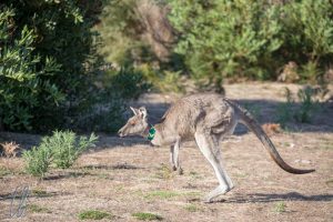 Kangaroo-Crossing! Das Halsband dient Forschungszwecken im Park