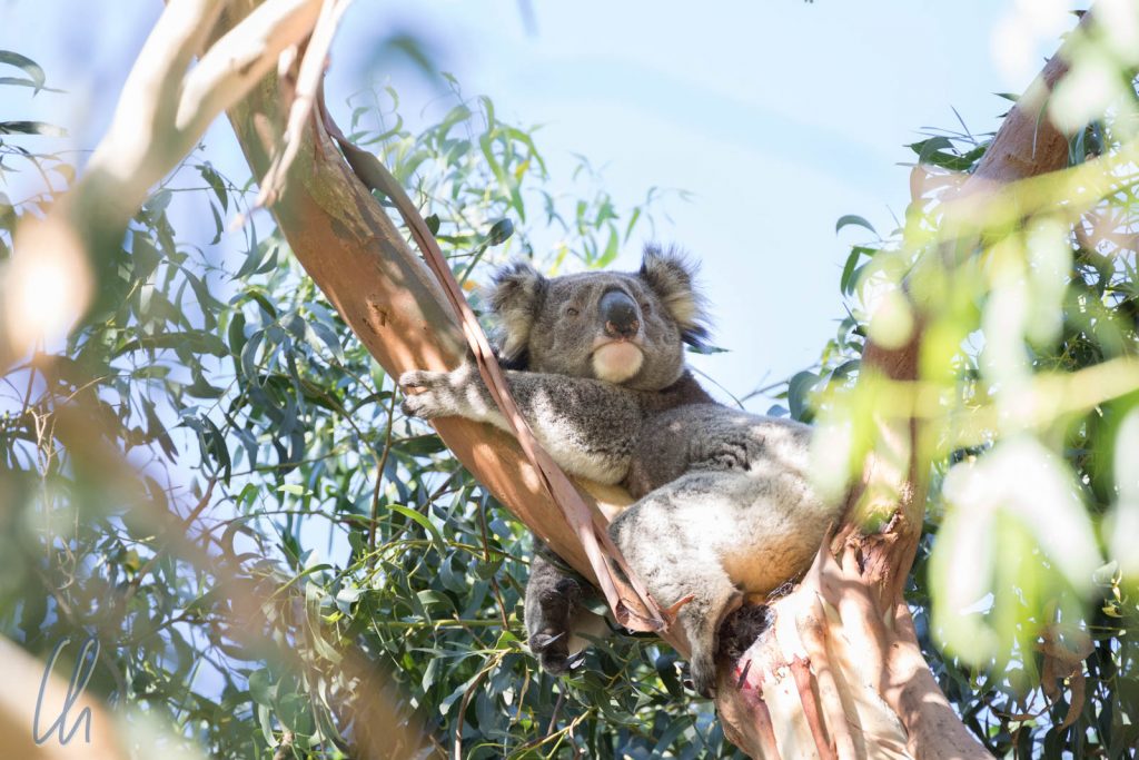 Noch etwas schläfrig. Dieser Koala übernachtete direkt oberhalb unseres Pods