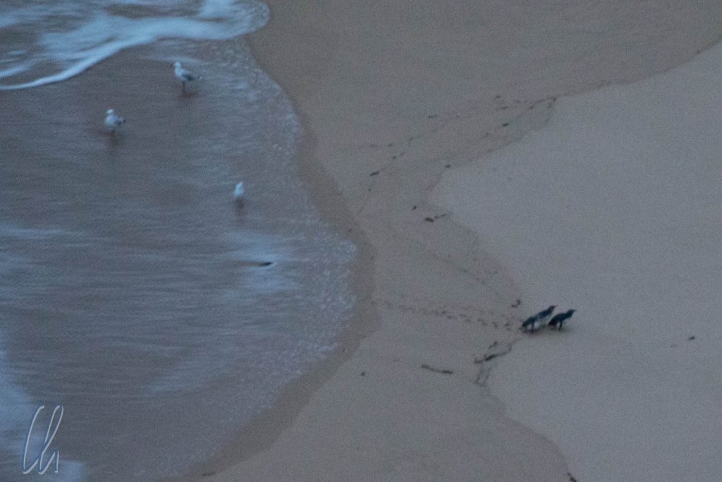 Die ersten 3 Pinguine watscheln an Land