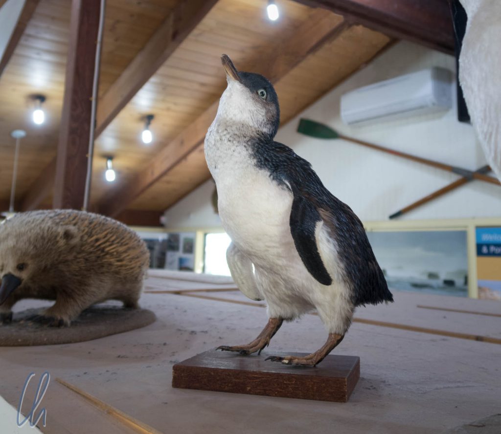Pinguin im Visitor Center von Fort Campbell