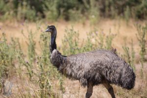 Beliebter Fleischlieferant der Aborigines: Emu