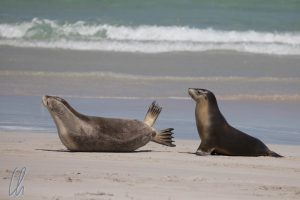 2 Seelöwen am Strand der Seal Bay