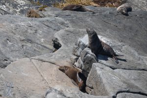 Neuseelänische Seebären, auch auf Kangaroo Island zusause
