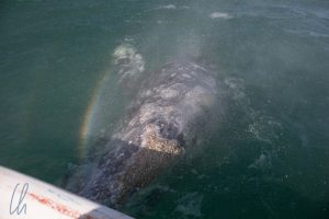 Ein Wal taucht direkt neben unserem Boot auf und nebelt uns ein