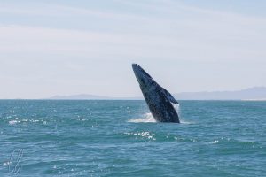Ein Wal springt in der Ferne aus dem Wasser