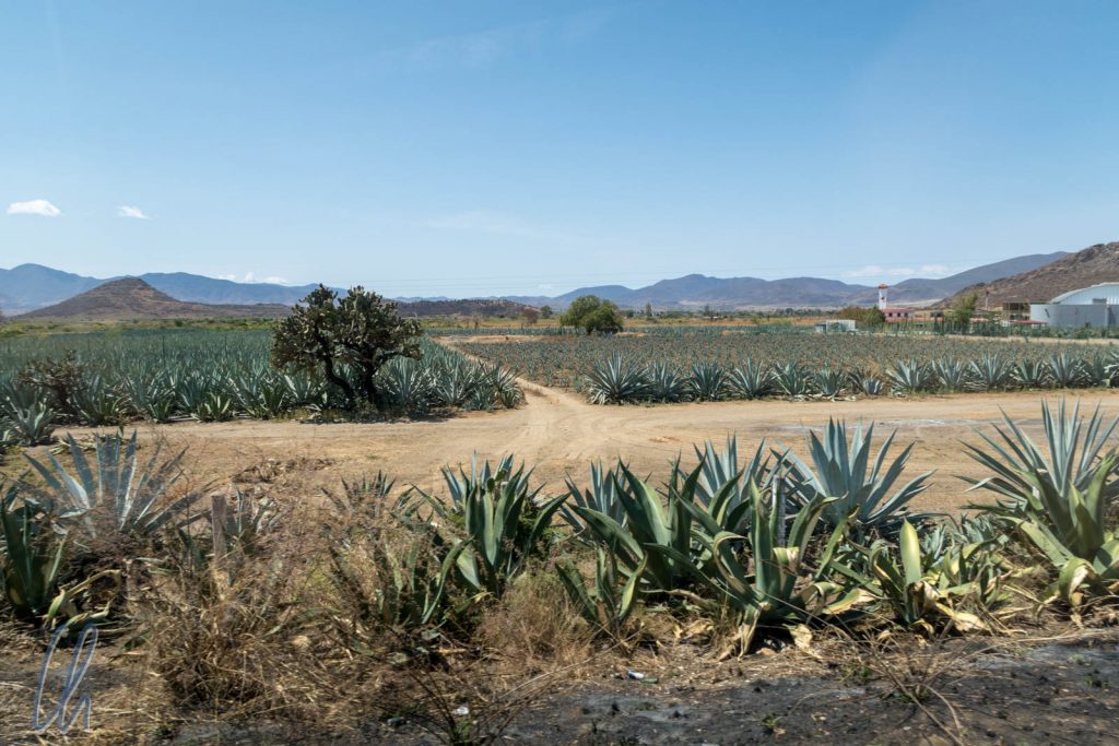 Agavenplantagen im Tal von Oaxaca